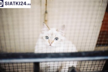 Siatki Bytom - Zabezpieczenie balkonu siatką - Kocia siatka - bezpieczny kot dla terenów Bytomia