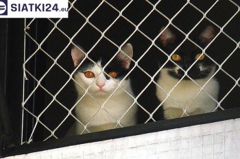 Siatki Bytom - Dobra siatka balkonowa - na ptaki i dla kota dla terenów Bytomia