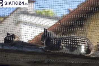 Siatki Bytom - Siatka na balkony dla kota i zabezpieczenie dzieci dla terenów Bytomia
